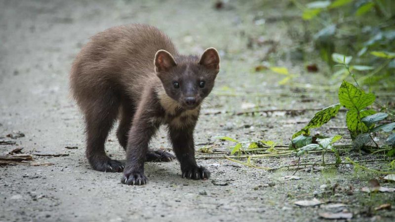 Kostka WC na kuny? Jaki zapach odstrasza kuny?