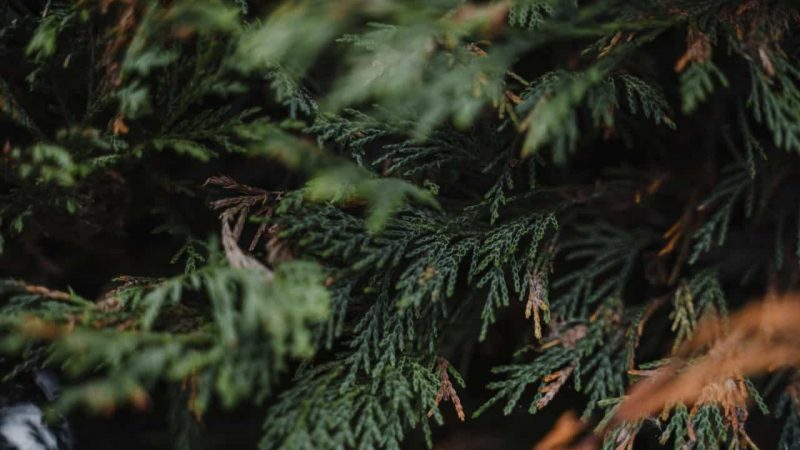 Jaki nawóz do tui na szybki wzrost? Pytamy na forum