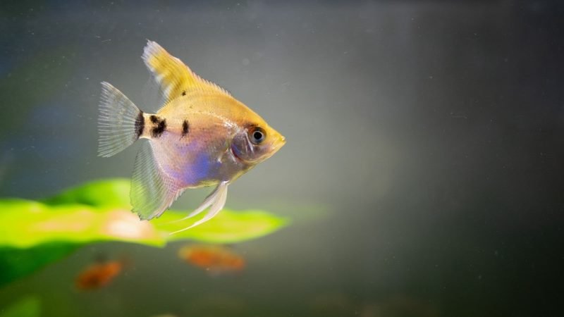 Indykator CO2 do akwarium – czym jest i jak go wybrać. Odpowiadamy!